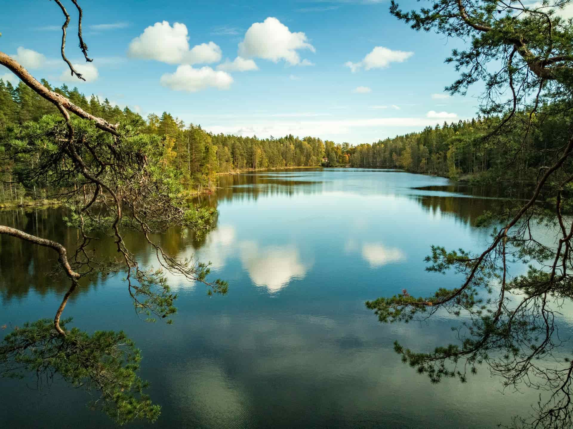 Tyyni suomalainen metsäjärvi mäntyjen kehystämänä